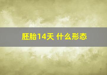 胚胎14天 什么形态